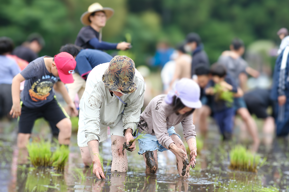 田植えイベント2025